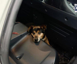 Wbiegł na jezdnię i mógł zginąć. Policjanci z Raciborza uratowali chorego psa