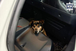 Dramat w powiecie raciborskim.. Mundurowi ruszyli na pomoc wystraszonemu zwierzęciu