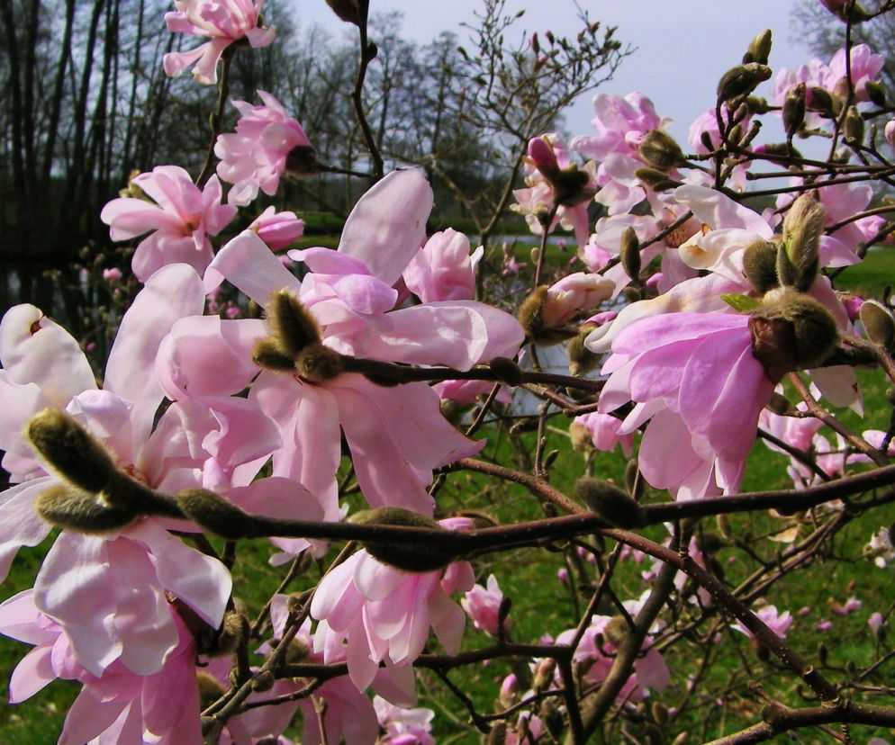 Piękna magnolia w myślęcińskim Ogrodzie Botanicznym