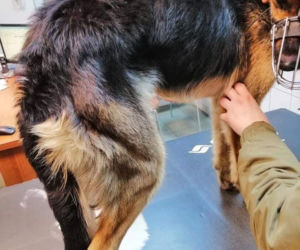 Płock. Waży 12,5 kg, a powinna 25. Właściciel tylko czekał na jej śmierć! [ZDJĘCIA]