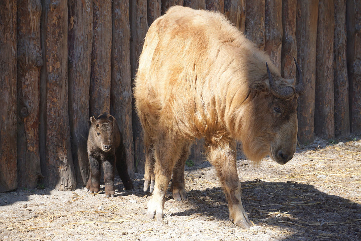 We wrocławskim zoo urodził się drugi w Polsce takin złoty