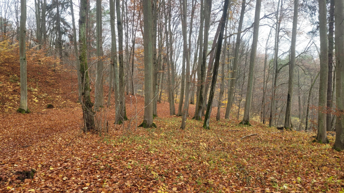   Łynostrada zachwyca o tej porze roku. Zobacz, jak prezentuje się jesienią [ZDJĘCIA]
