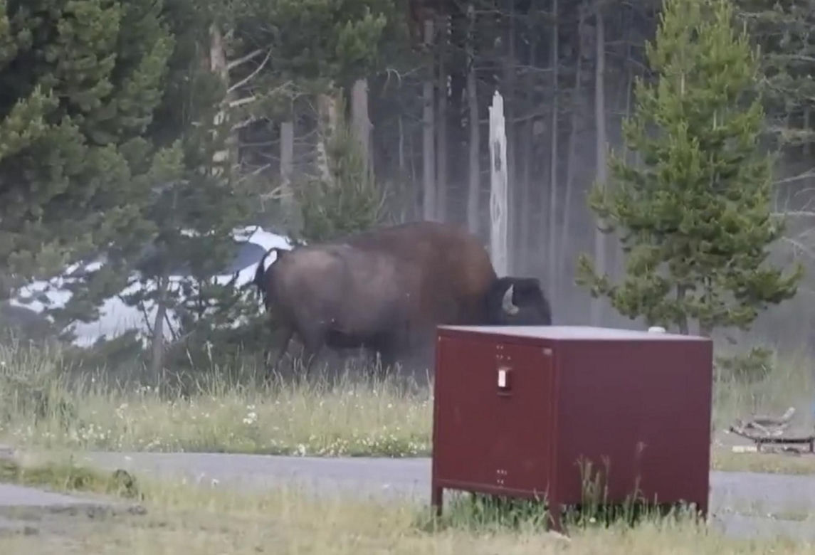 Atak bizona w Parku Narodowym Yellowstone