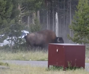 Atak bizona w Parku Narodowym Yellowstone