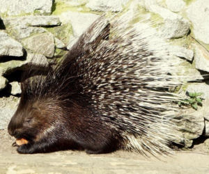Narodziny jeżozwierzy we wrocławskim zoo