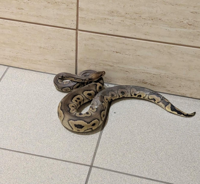 Krakowscy policjanci zabezpieczyli 148 pytonów królewskich