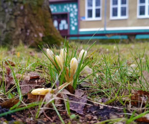 Pierwsze krokusy w Szczecinie