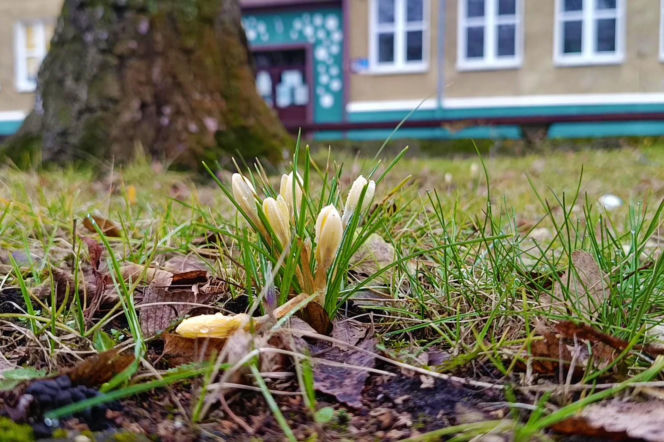 Pierwsze krokusy w Szczecinie