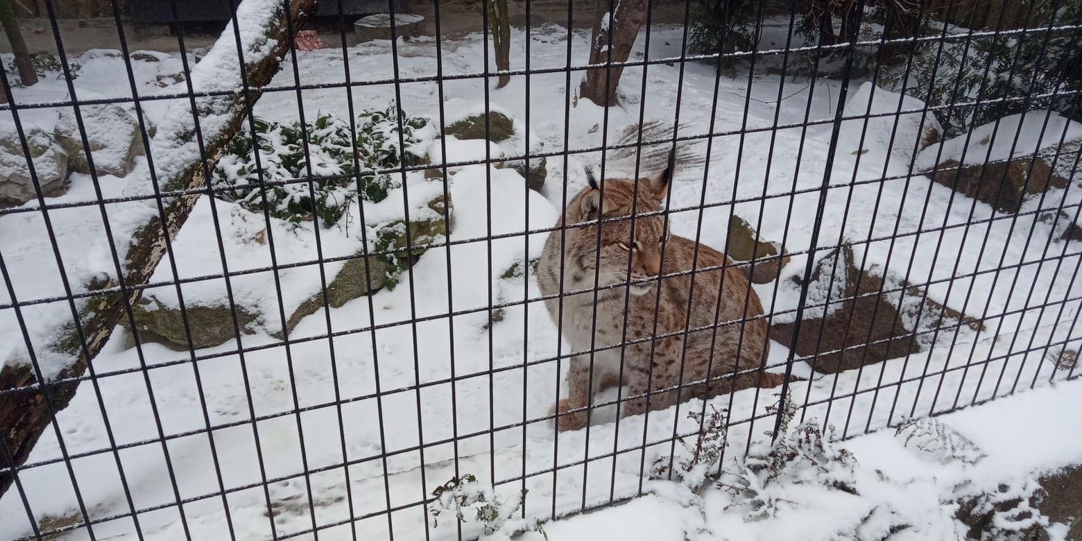 A co powiecie na spotkanie ze zwierzakami i spacer do ZOO?