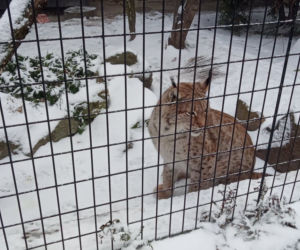 Ryś w krakowskim ZOO