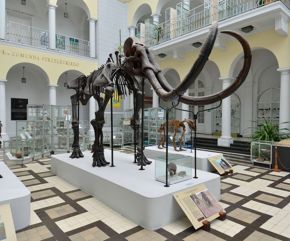 Znajdź imię dla mamuta! Muzeum Geologiczne ogłosiło konkurs z nagrodami