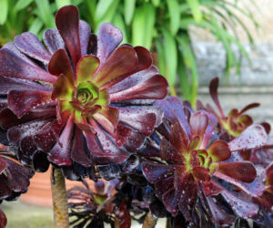 Eonium drzewiaste