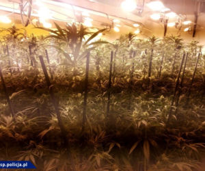 Wielka plantacja konopi zlikwidowana. Narkotyki były warte 90 mln złotych