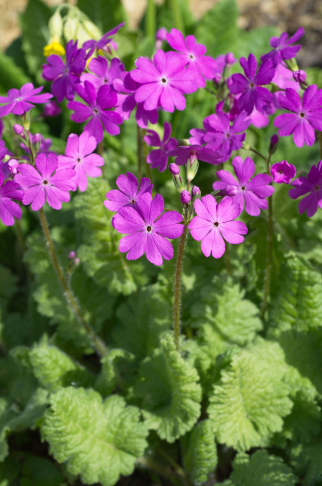 Pierwiosnek zarzyczkowaty