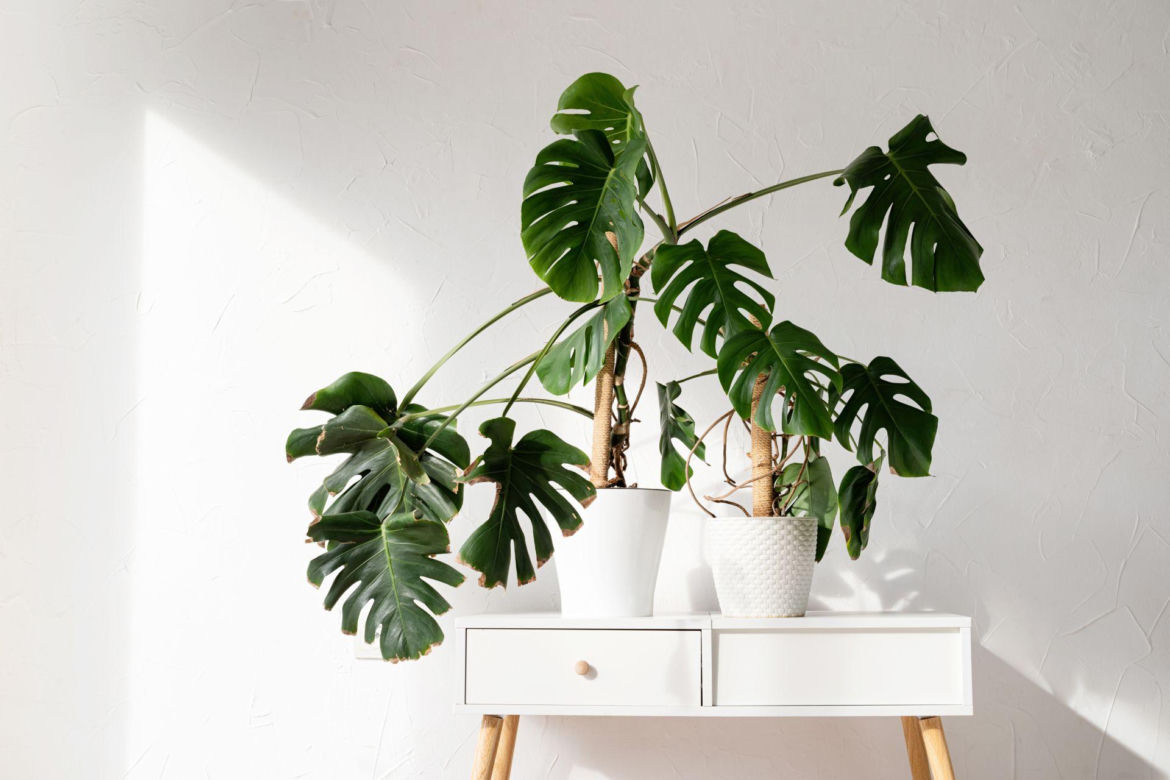 Monstera dziurawa