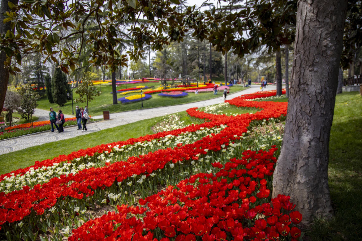 Festiwal tulipanów w Stambule - Istanbul Lale Festivali
