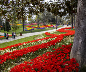 Festiwal tulipanów w Stambule - Istanbul Lale Festivali