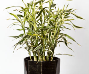 Dracena Sandera