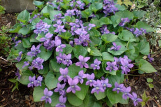 Fiołek motylkowy = fiołek motylkowaty - Viola sororia