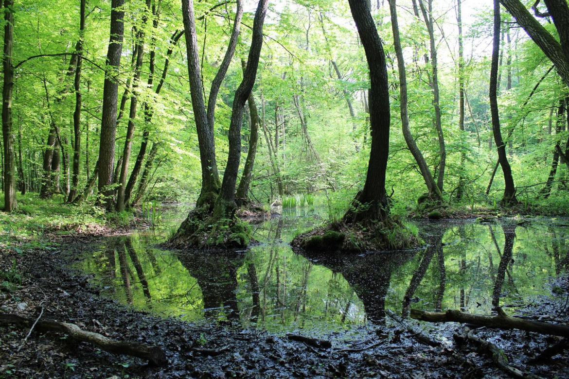 Poleski Park Narodowy