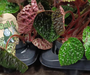 Festiwal Roślin w Enea Arenie