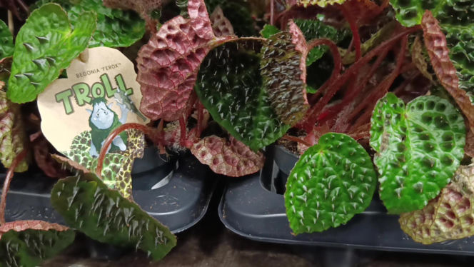 Festiwal Roślin w Enea Arenie