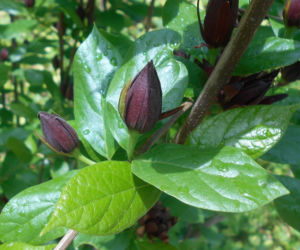 Ten krzew pachnie jak domowa szarlotka. Posadź już teraz, a nornice znikną z twojego ogrodu