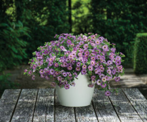 Calibrachoa Chameleon Plum Cobbler