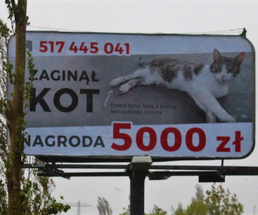 Właściciel szuka kota za pomocą billboardu