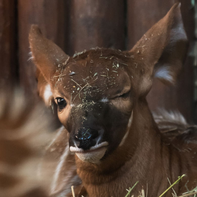 Cud narodzin w Warszawskim ZOO. Na świat przyszła piękna Bogini