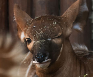 Cud narodzin w Warszawskim ZOO. Na świat przyszła piękna Bogini
