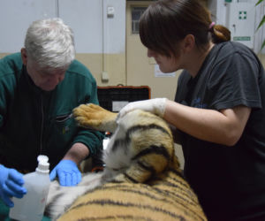Operacja tygrysa w poznańskim ZOO
