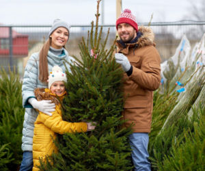 Jak wybrać idealną choinkę na święta?