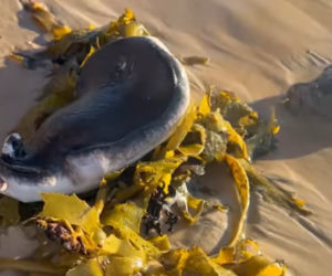 Dziwne znalezisko na plaży. Morskie stworzenie przypomina człowieka! [WIDEO]