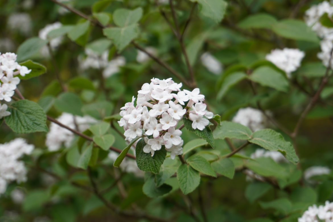 Ogród Botaniczny w Lublinie