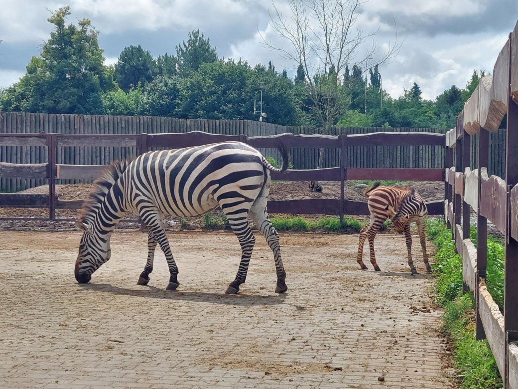 Mała zebra w zamojskim ZOO