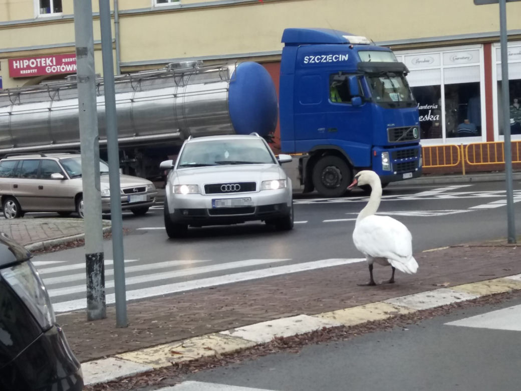 Wielka obława na łabędzia