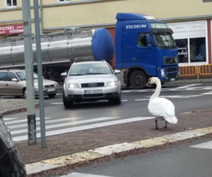 Wielka obława na łabędzia