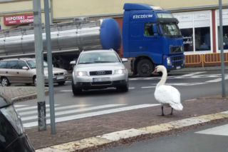 Wielka obława na łabędzia