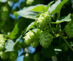 Lubelskie chmiele podbiją świat? Region jest liderem w krajowej produkcji