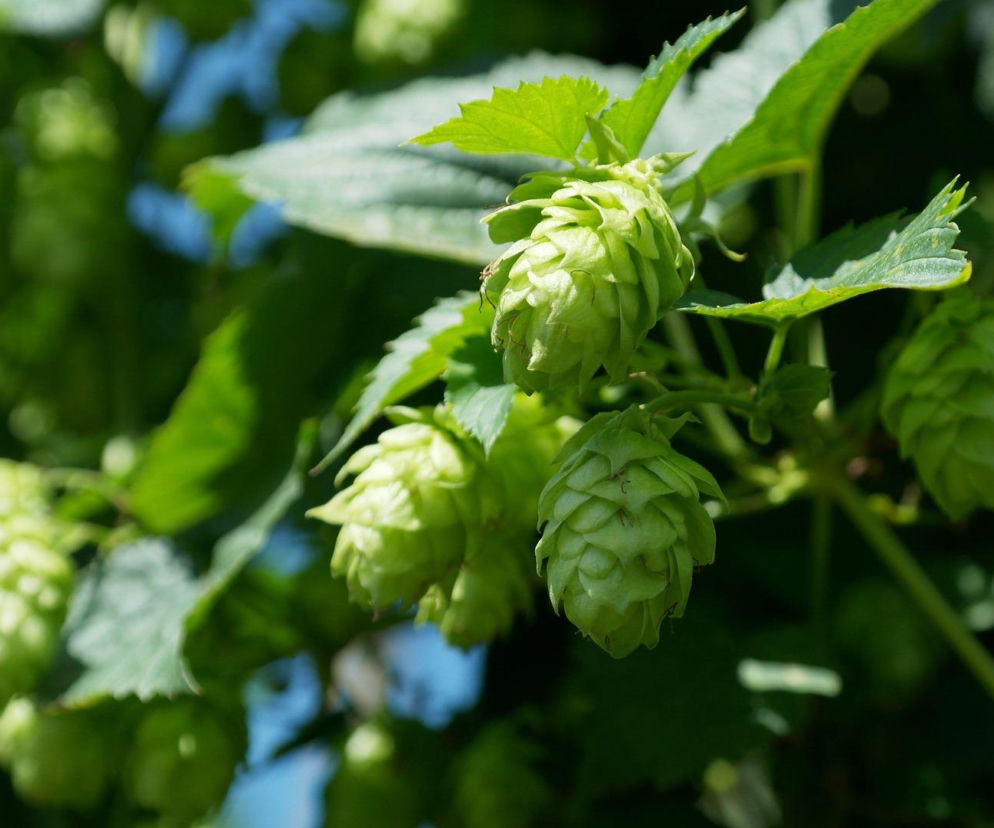 Lubelskie chmiele podbiją świat? Region jest liderem w krajowej produkcji