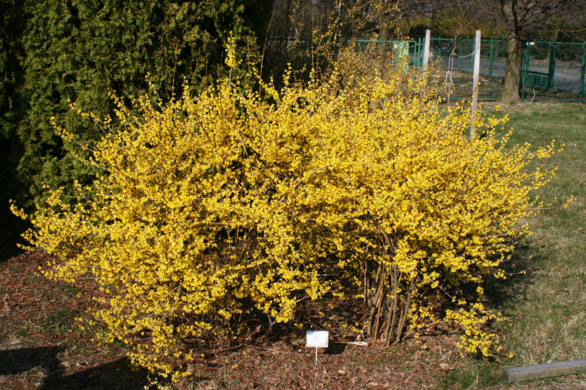 Forsycja