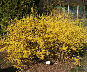 forsycja