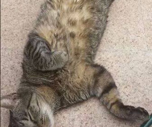 Kot Filipa Chajzera stał się bohatrem memów!
