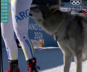 IO 2026: Pies na trasie biegu
