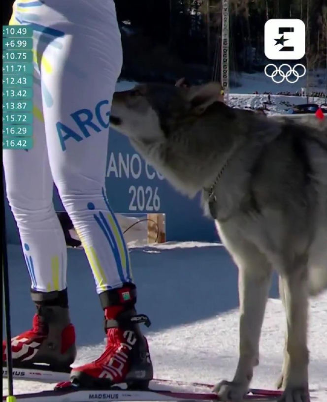 IO 2026: Pies na trasie biegu