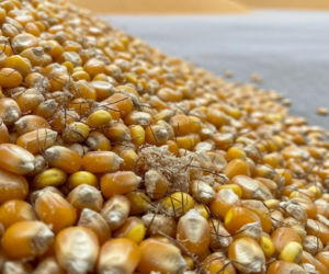 Koszty suszenia kukurydzy zjadają twoje zyski? Kluczowa może być jedna decyzja przed siewem