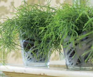 Rhipsalis