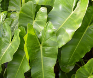 Filodendron strzałkolistny