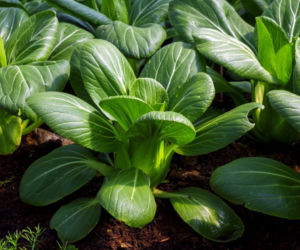 Kapusta pak choi